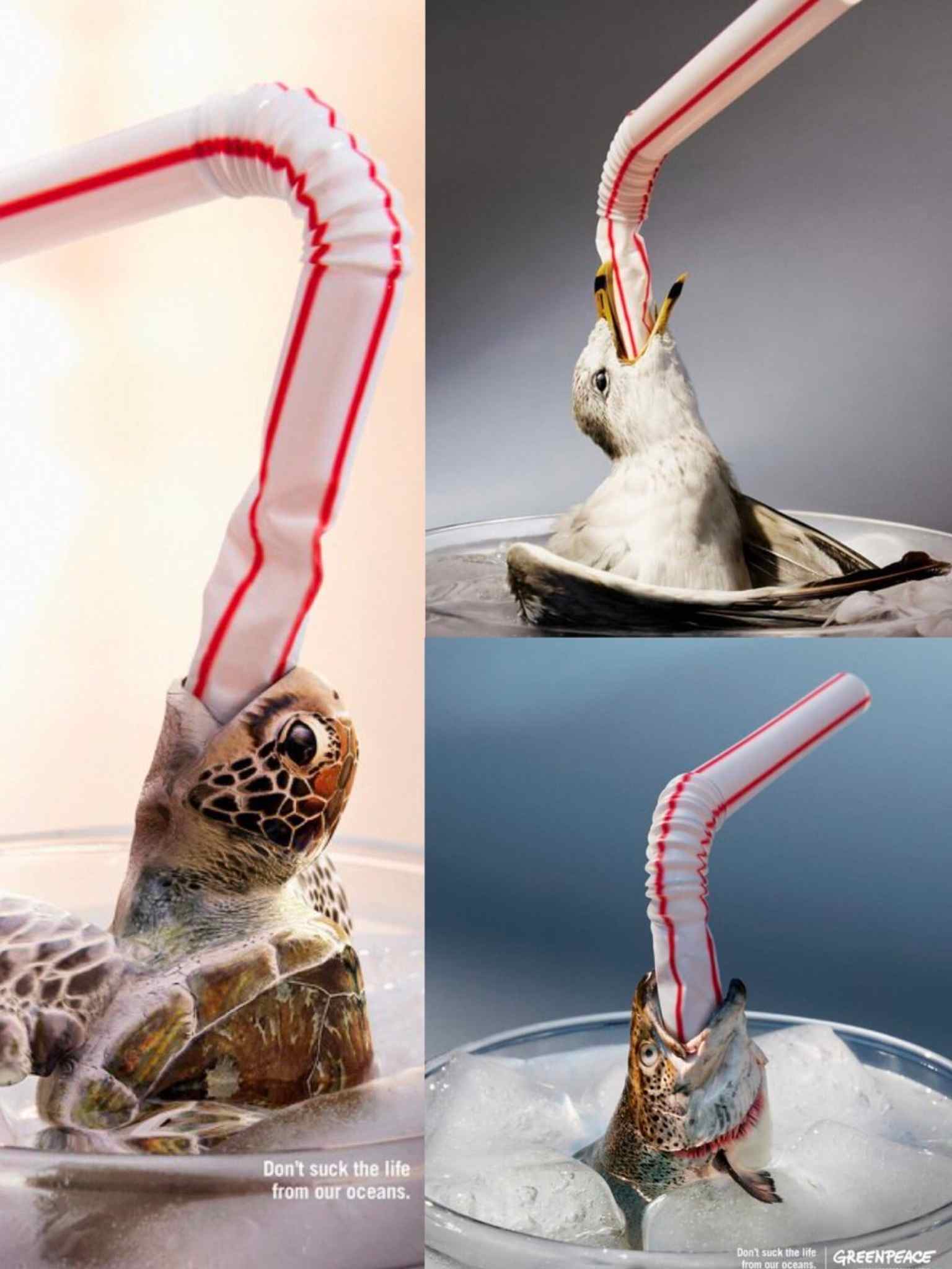 tortuga pez pajita de plastico greenpeace